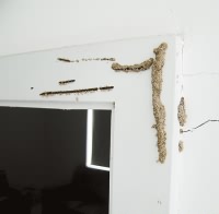 白蚁在门框上留下的蚁道 